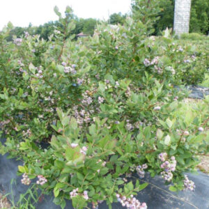 A small blueberry bush loaded with berries