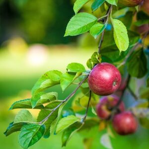 Red Apples hanging from a branch