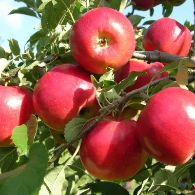 Honeycrisp Apple Tree For Sale