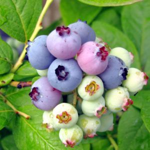 Cluster of blueberries, half of them green, half blue.