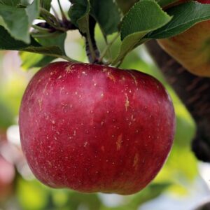 Deep red apple hanging on a limb