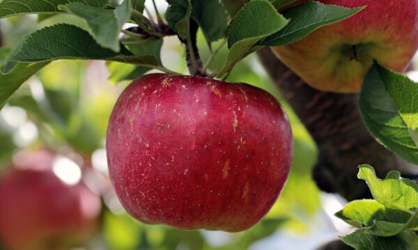 Deep red apple hanging on a limb