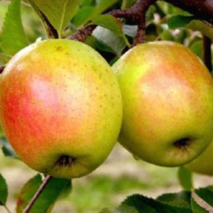 Two yellow apples with a distinct red blush hanging on a limb.