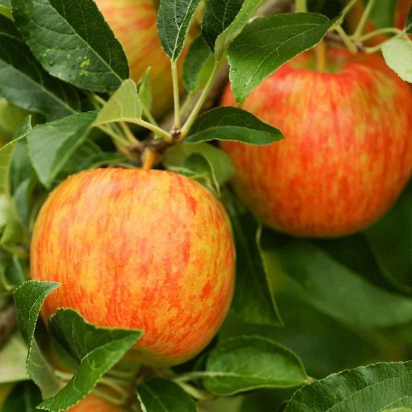 Honey Crisp Apple Tree