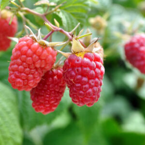 Cone shaped red raspberries hanging in a cluster on a raspberry vine against a focused out background of lush green leaves.