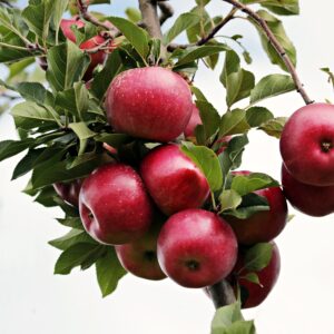 Group of dark red apples hanging from a branch