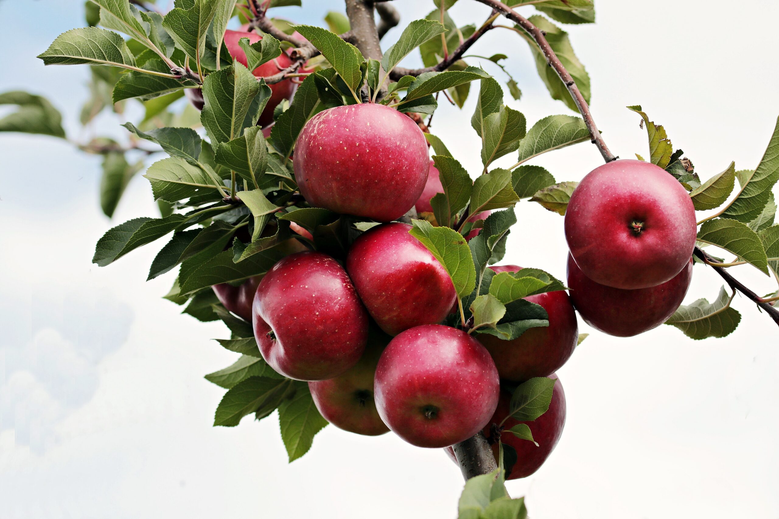 Group of dark red apples hanging from a branch