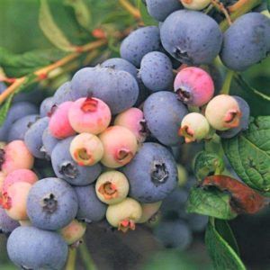 Large blueberry cluster with dark blue, pink and green berries