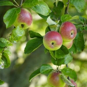 Green and red apples hanging on a tree