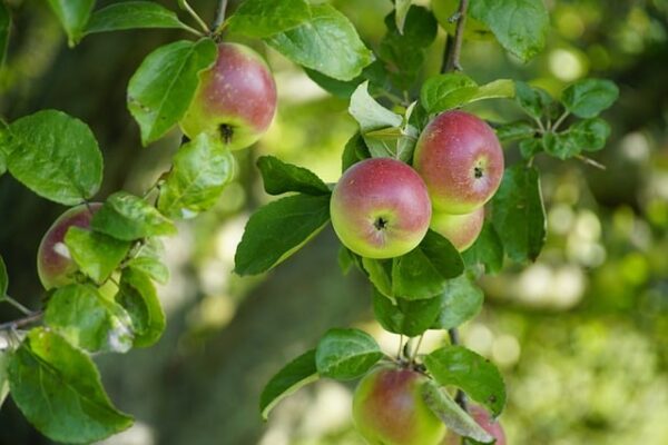 Green and red apples hanging on a tree