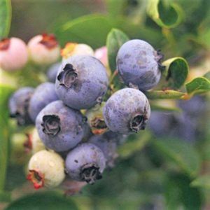 Dark blue blueberries on a cluster