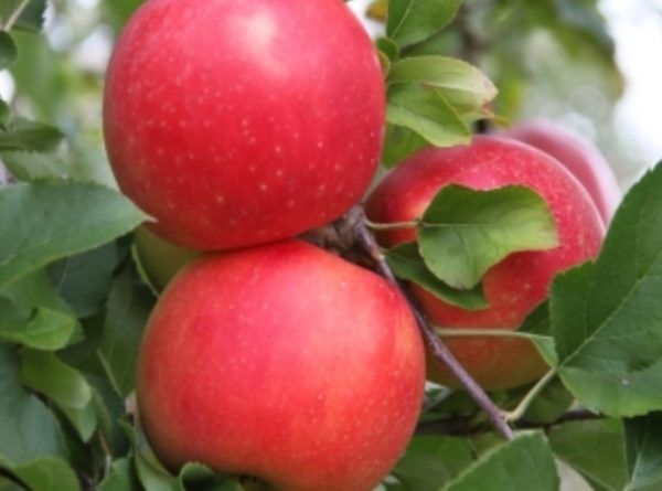 ruby rush apple