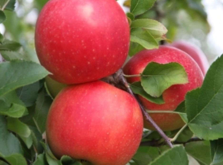 ruby rush apple