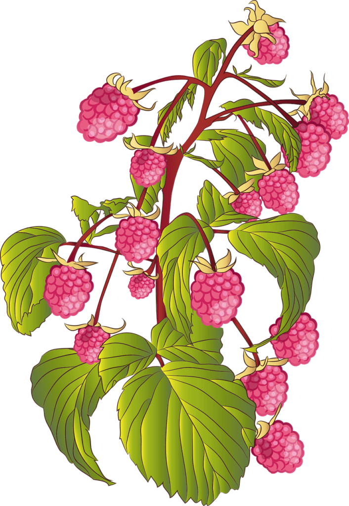 Drawing of a raspberry bush
