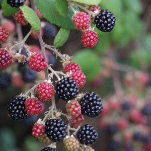 Black and Red Raspberries hanging on a branch