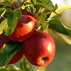 Bright red apples on a tree