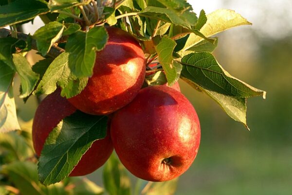 Bright red apples on a tree