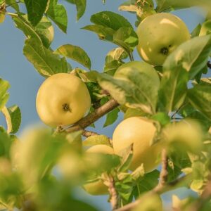 Golden apples hanging from the limbs of a tree