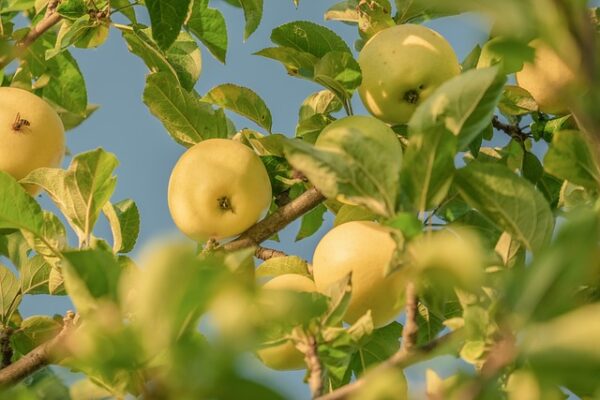 Golden apples hanging from the limbs of a tree