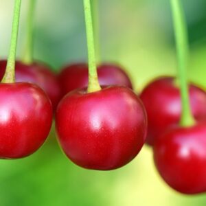 Glistening red cherries against a variegated green backdrop