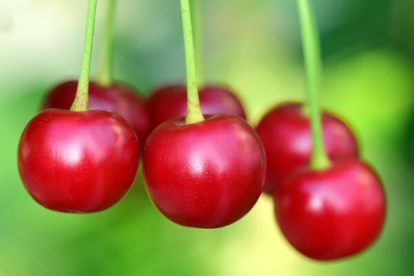 Glistening red cherries against a variegated green backdrop