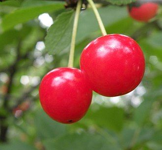 Two light red cherries on a stem