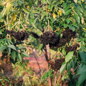 An elderberry bush with big clusters of juicy elderberries.