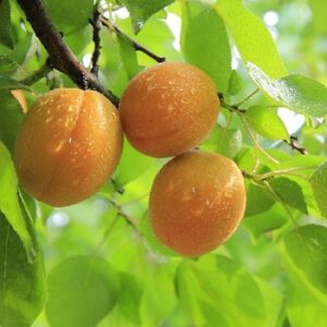 Three golden yellow peaches hanging from a branch against a lust green canopy of leaves