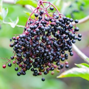 A clump of black elderberries with red stems against a backdrop of green unfocused leaves