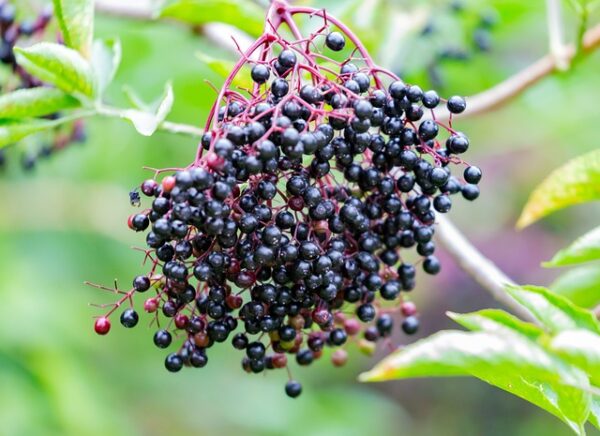 A clump of black elderberries with red stems against a backdrop of green unfocused leaves