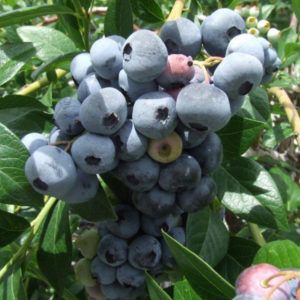 A cluster of blueberries on a branch. Berries are medium blue, large, and form a large cluster.