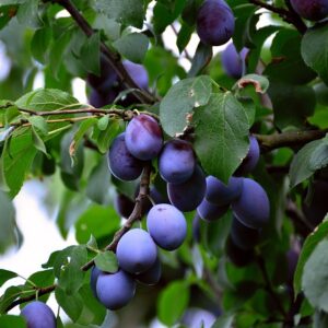 Tree limb sagging with a huge load of round, blue plums.