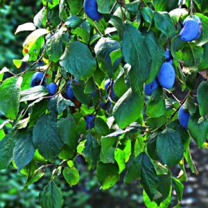 Branch full of bright blue, elongated plums