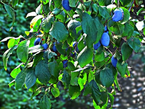 Branch full of bright blue, elongated plums