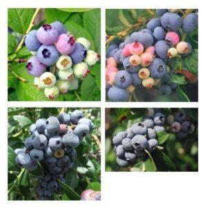 Pictures of 4 different blueberry plants