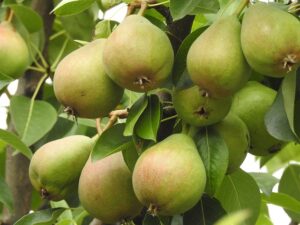 A large bunch of little green pears with a red blush hanging on a tree limb