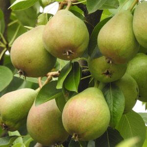 A large bunch of little green pears with a red blush hanging on a tree limb