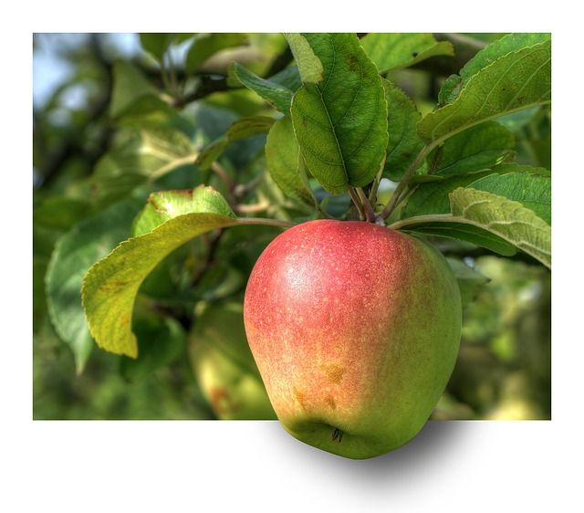 3 D picture of a green apple with deep red blush.