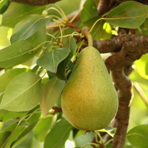 Pear hanging from a tree. Is a soft skinned yellow pear with slight pink blush