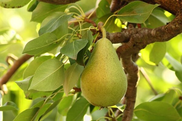 Pear hanging from a tree. Is a soft skinned yellow pear with slight pink blush