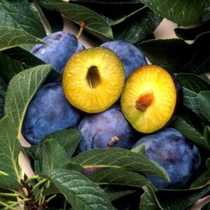 A cluster of dusty blue plums with one cut open to reveal amber colored flesh