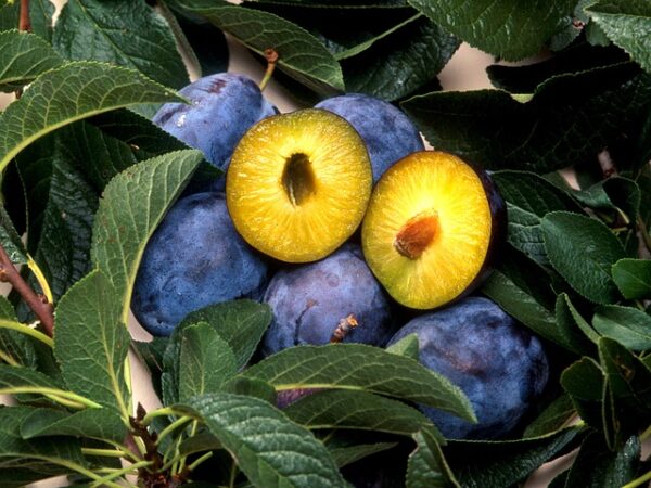 A cluster of dusty blue plums with one cut open to reveal amber colored flesh