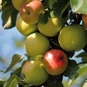 Yellow apples and some yellow apples with a pink blush hanging from a tree.