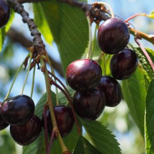 Redish Black cherries hanging from a luscious green branch.