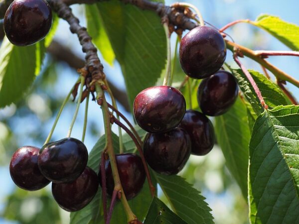 Redish Black cherries hanging from a luscious green branch.