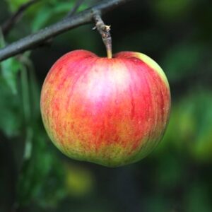 Red and Green apple on a tree