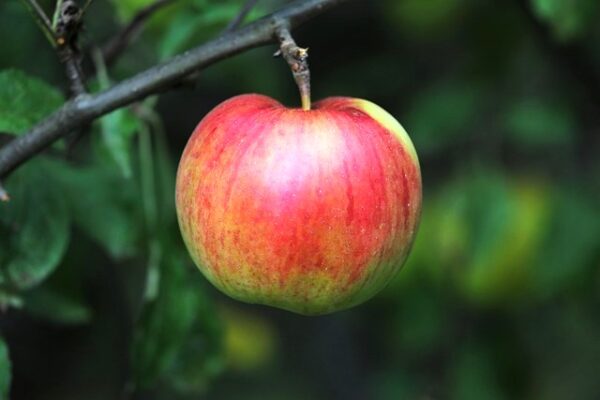 Red and Green apple on a tree