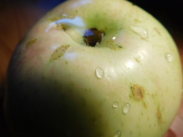 Big Green apple with a little blush