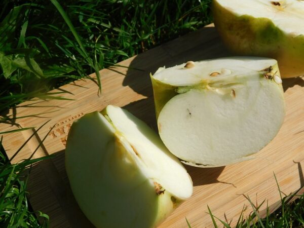 An apple cut open in quarters to reveal crisp white flesh. Is sitting on a cutting board against a green backdrop of grass