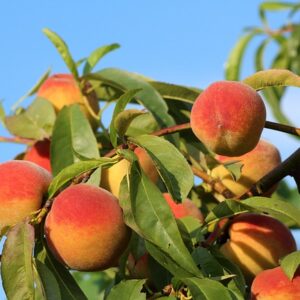 A large bunch of yellow and red peaches on a branch against a bright blue sky